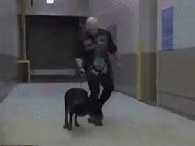 release-the-hound.gif