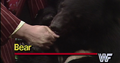 bearfi