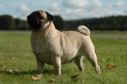 pug