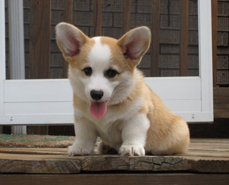 Mark Henry Dog Collar Teddy_Welsh_Corgi_01