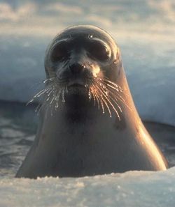 Seal